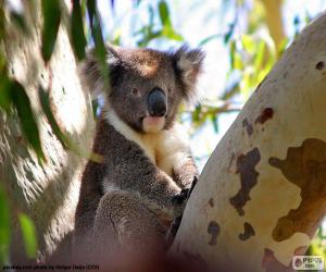 yapboz Koala bir ağaç içinde